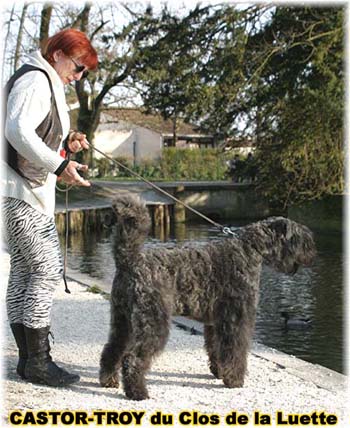 bouvier des flandres du clos de la luette - copyright d&eacute;pos&eacute;